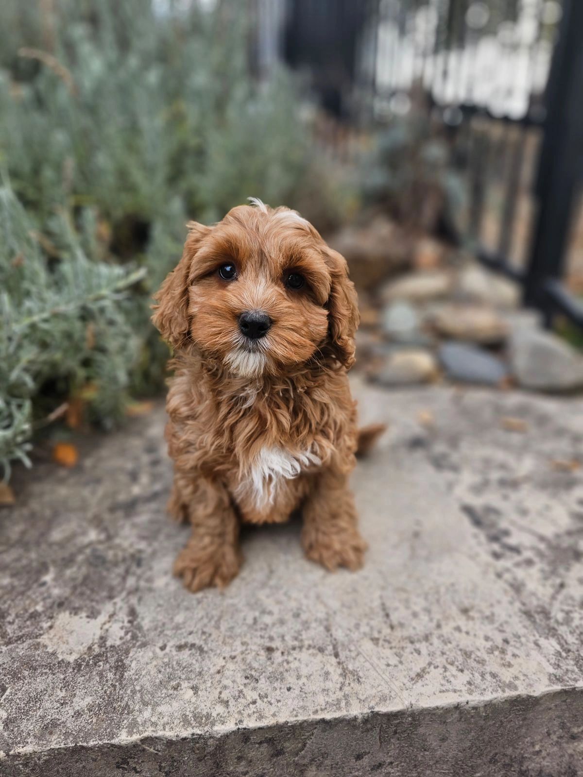 Cockapoo puppy crying at night outlet